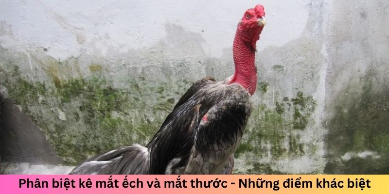 Gà Chọi Mắt Ếch - Chiến Kê Đáng Sợ Làm Đối Thủ Dè Chừng 3 Trang Chủ Jun88.com #1 Việt Nam Phân biệt kê mắt ếch và mắt thước - Những điểm khác biệt